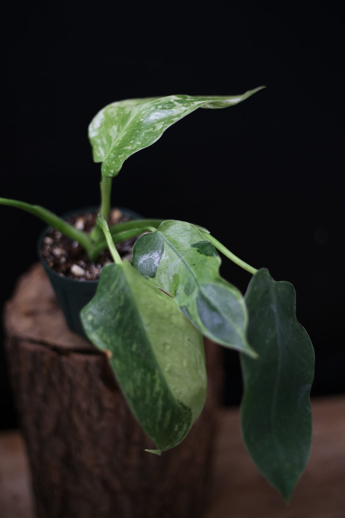 Philodendron Jose Buono Variegated - Beautiful Variegation