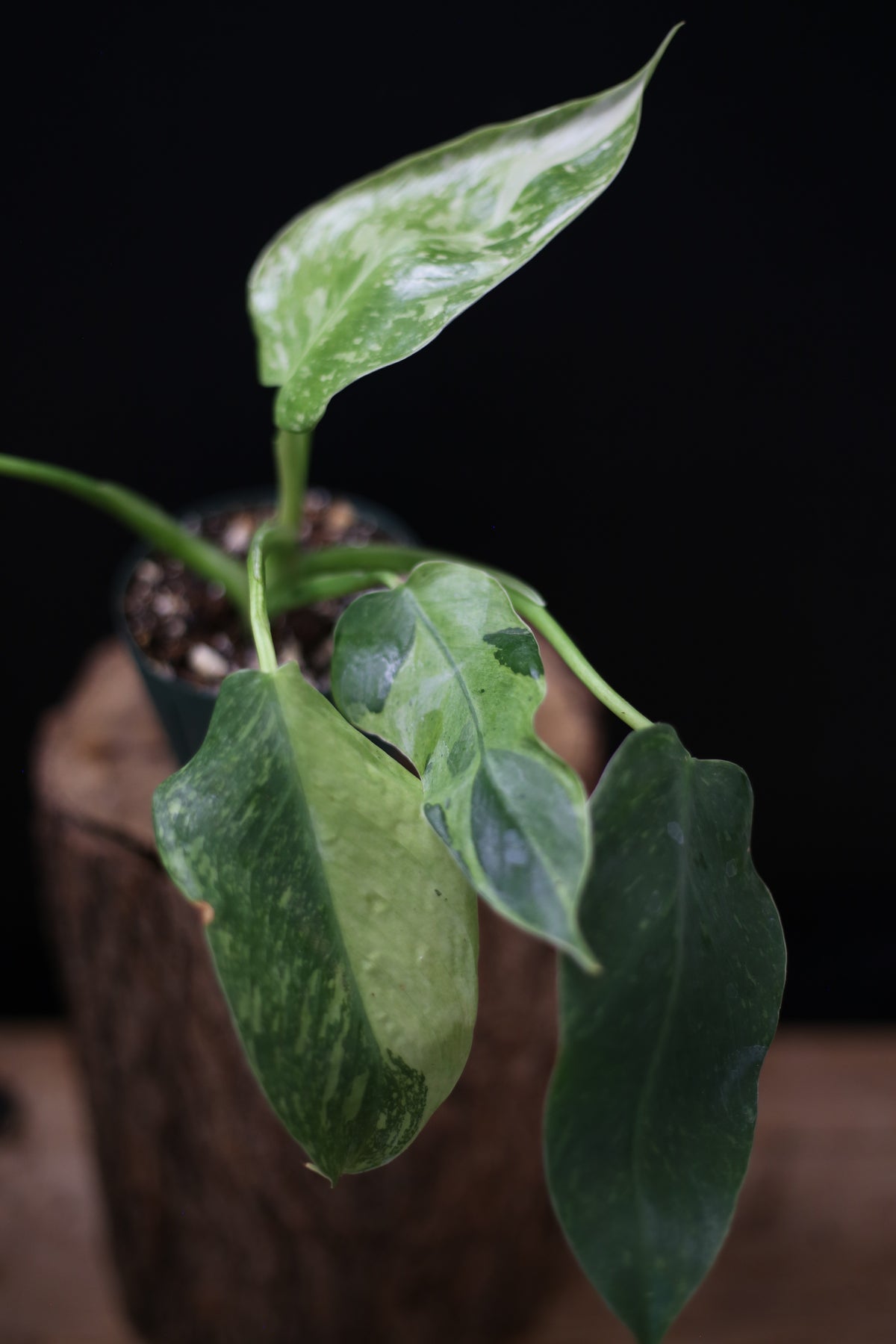 Philodendron Jose Buono Variegated - Beautiful Variegation