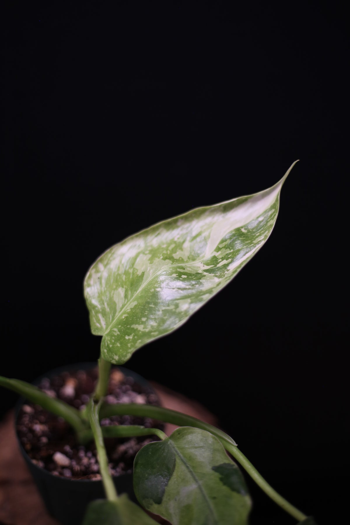 Philodendron Jose Buono Variegated - Beautiful Variegation