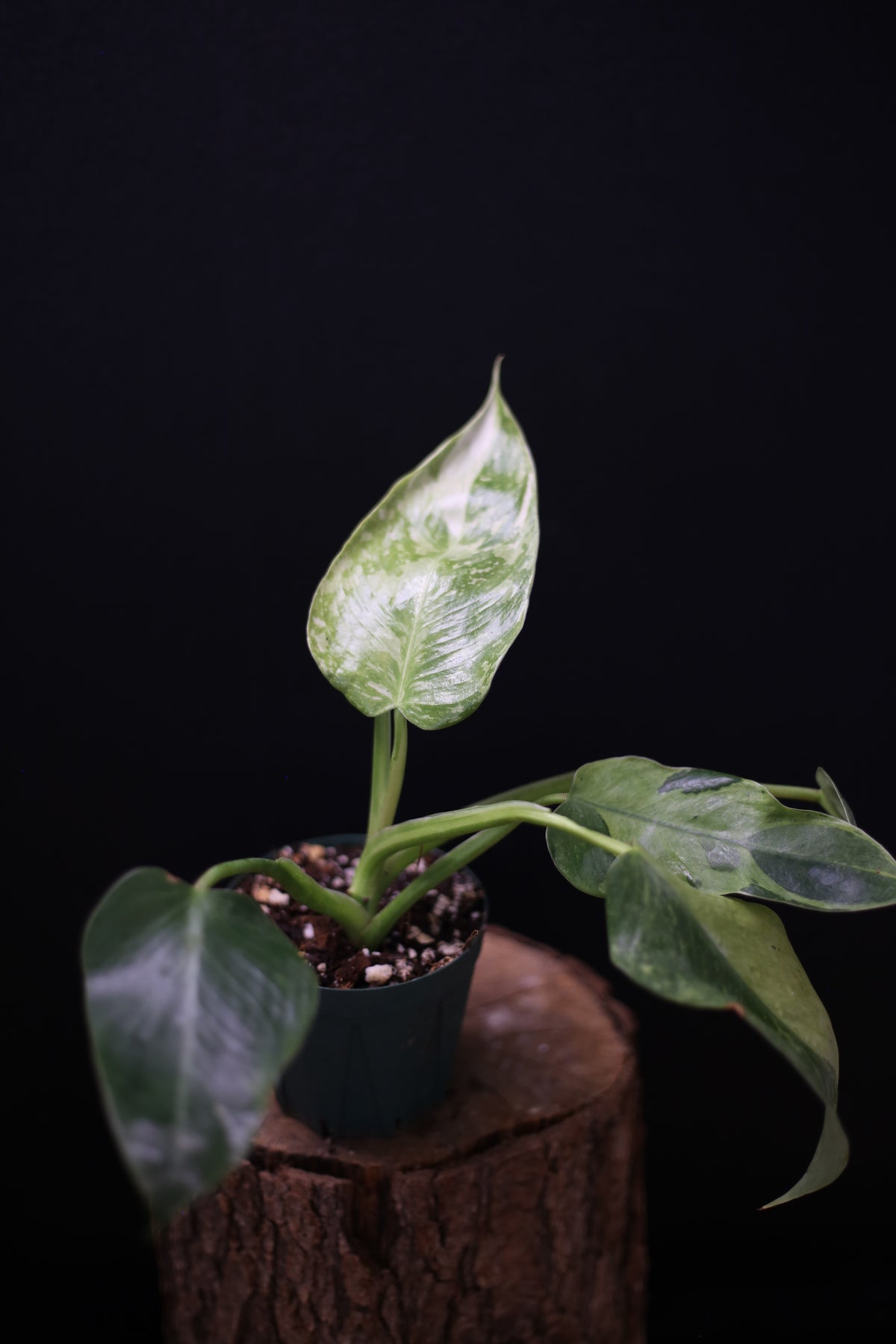 Philodendron Jose Buono Variegated - Beautiful Variegation