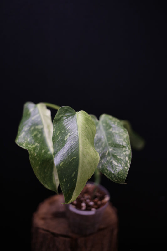 Philodendron Jose Buono Variegated - Heavy Cream Variegation