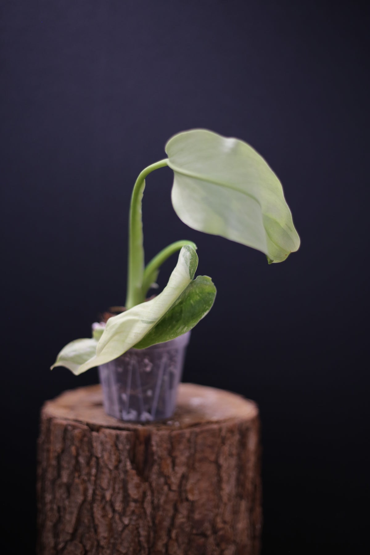 Philodendron Jose Buono Variegated - Heavy Cream Variegation