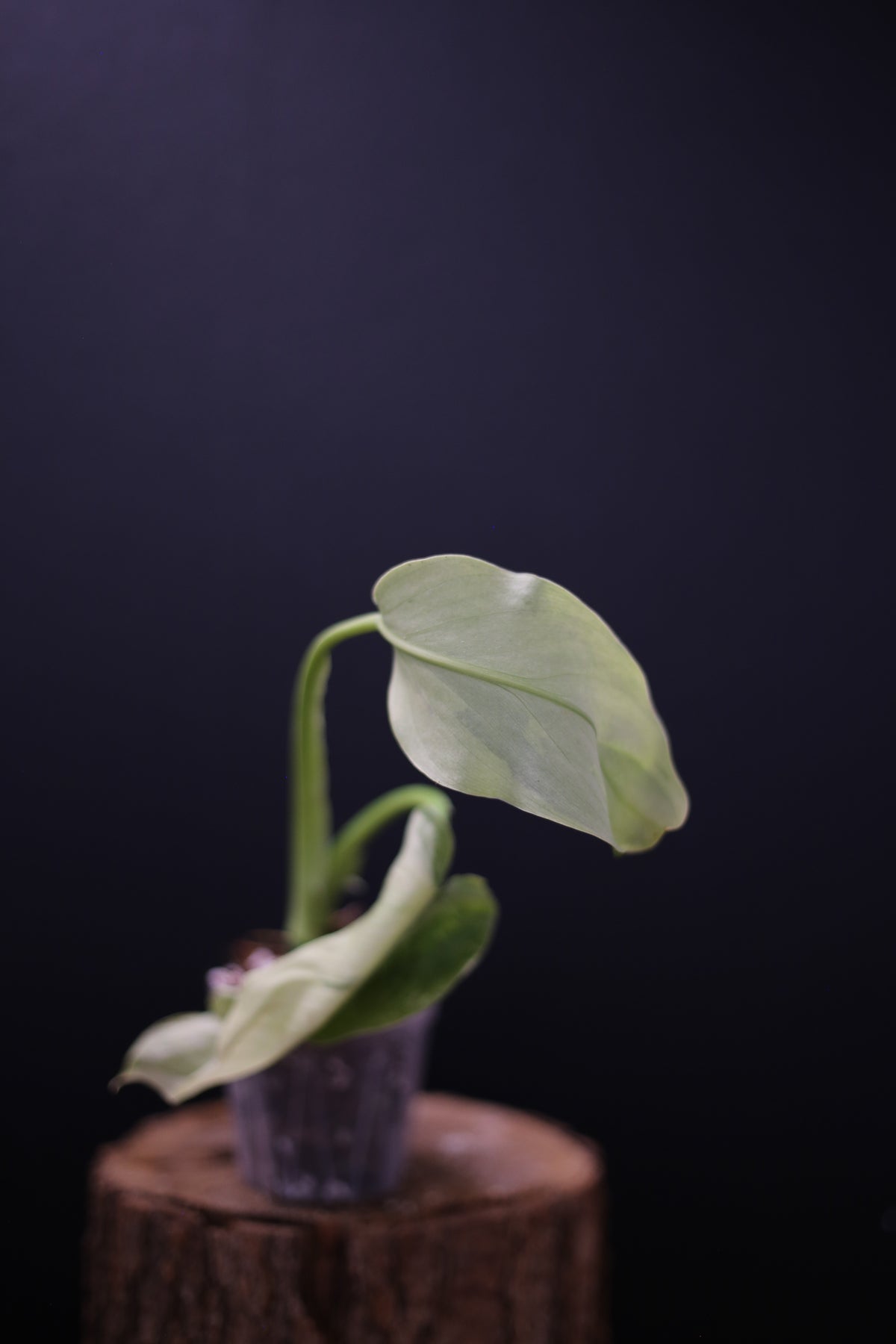 Philodendron Jose Buono Variegated - Heavy Cream Variegation