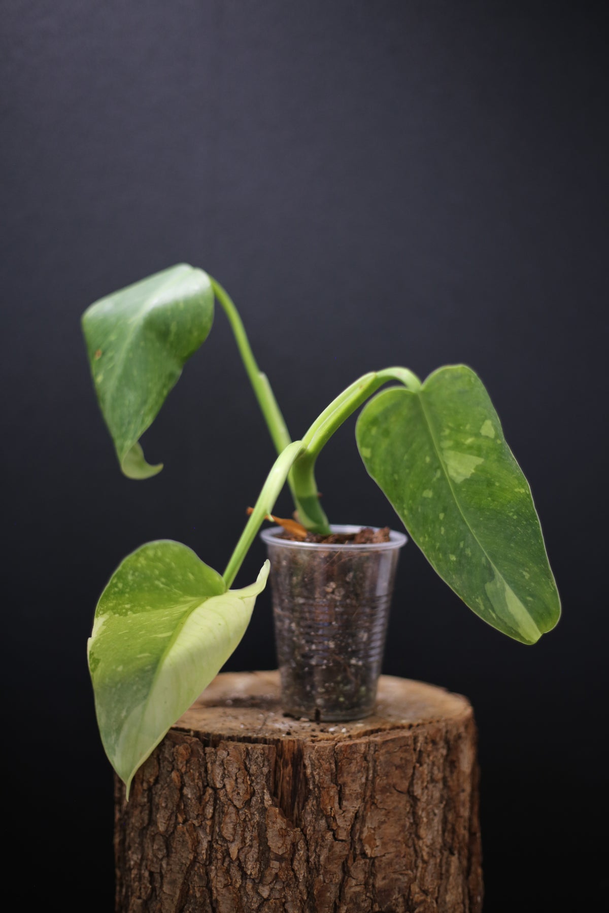 Growing - Philodendron Jose Buono Variegated - Minimal Variegation - New Leaf Unfurling - Hydroponic Grown UK