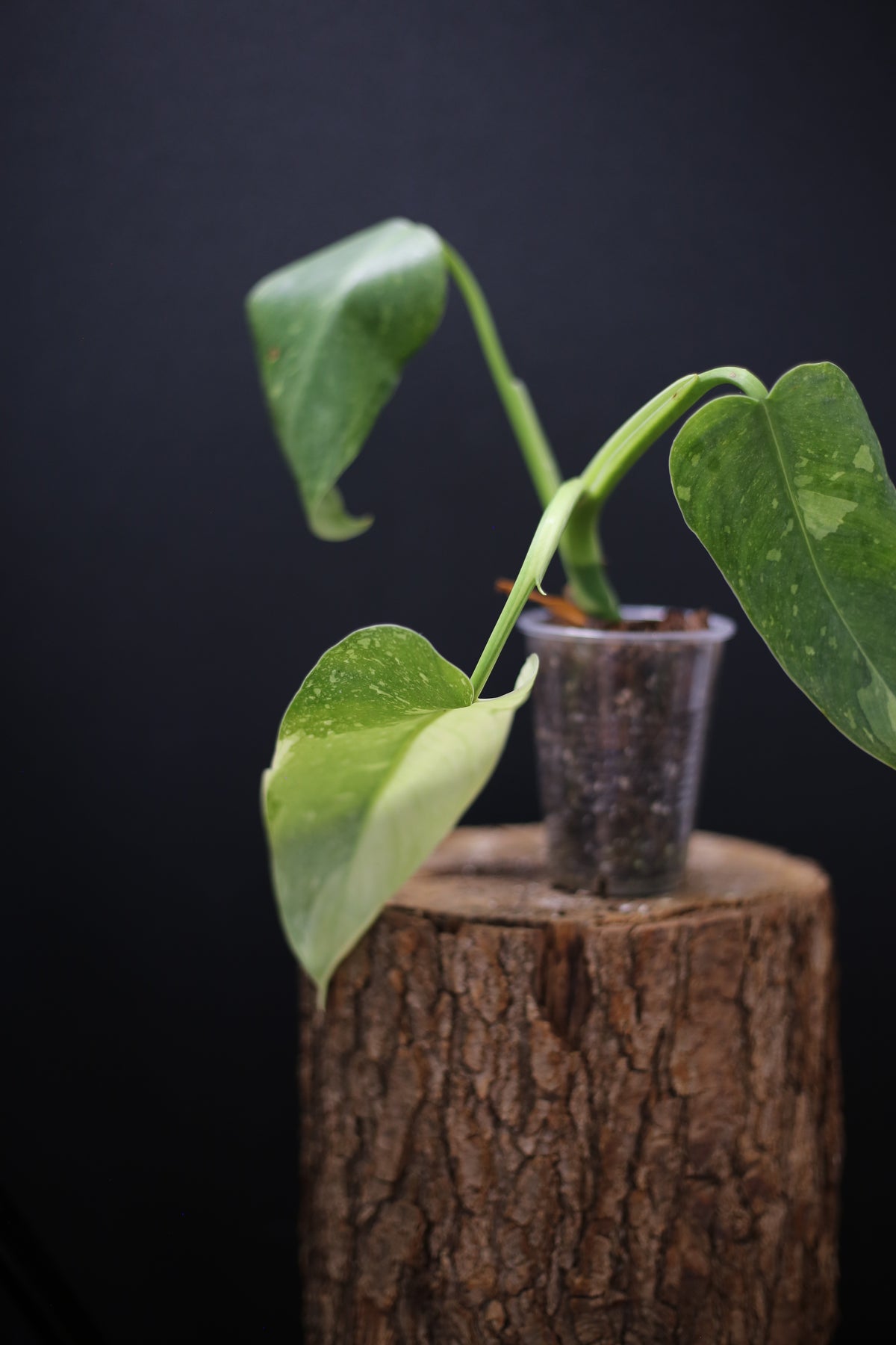 Growing - Philodendron Jose Buono Variegated - Minimal Variegation - New Leaf Unfurling - Hydroponic Grown UK