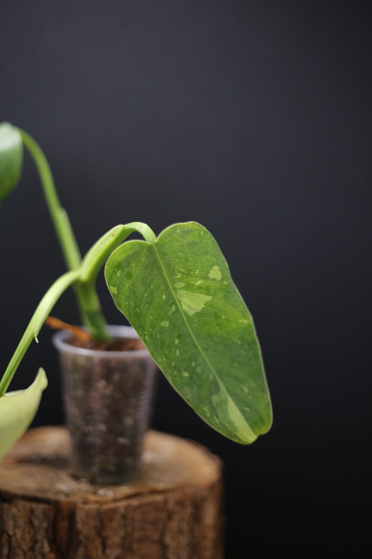 Growing - Philodendron Jose Buono Variegated - Minimal Variegation - New Leaf Unfurling - Hydroponic Grown UK