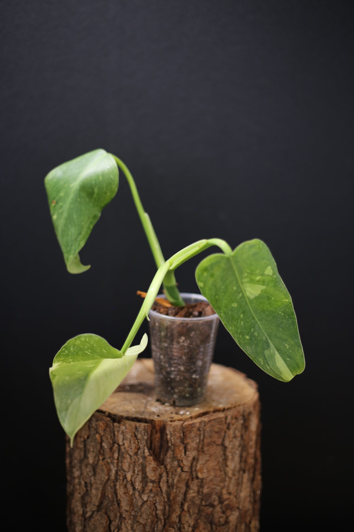 Growing - Philodendron Jose Buono Variegated - Minimal Variegation - New Leaf Unfurling - Hydroponic Grown UK