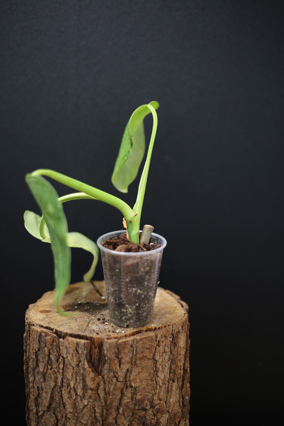 Growing - Philodendron Jose Buono Variegated - Minimal Variegation - New Leaf Unfurling - Hydroponic Grown UK