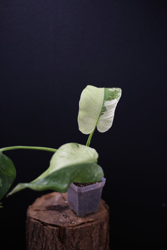Philodendron Jose Buono Variegated - Heavy Cream Variegation