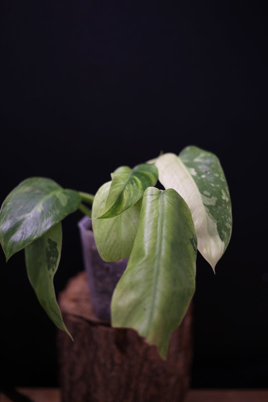Philodendron Jose Buono Variegated - Multi color Cream Variegation