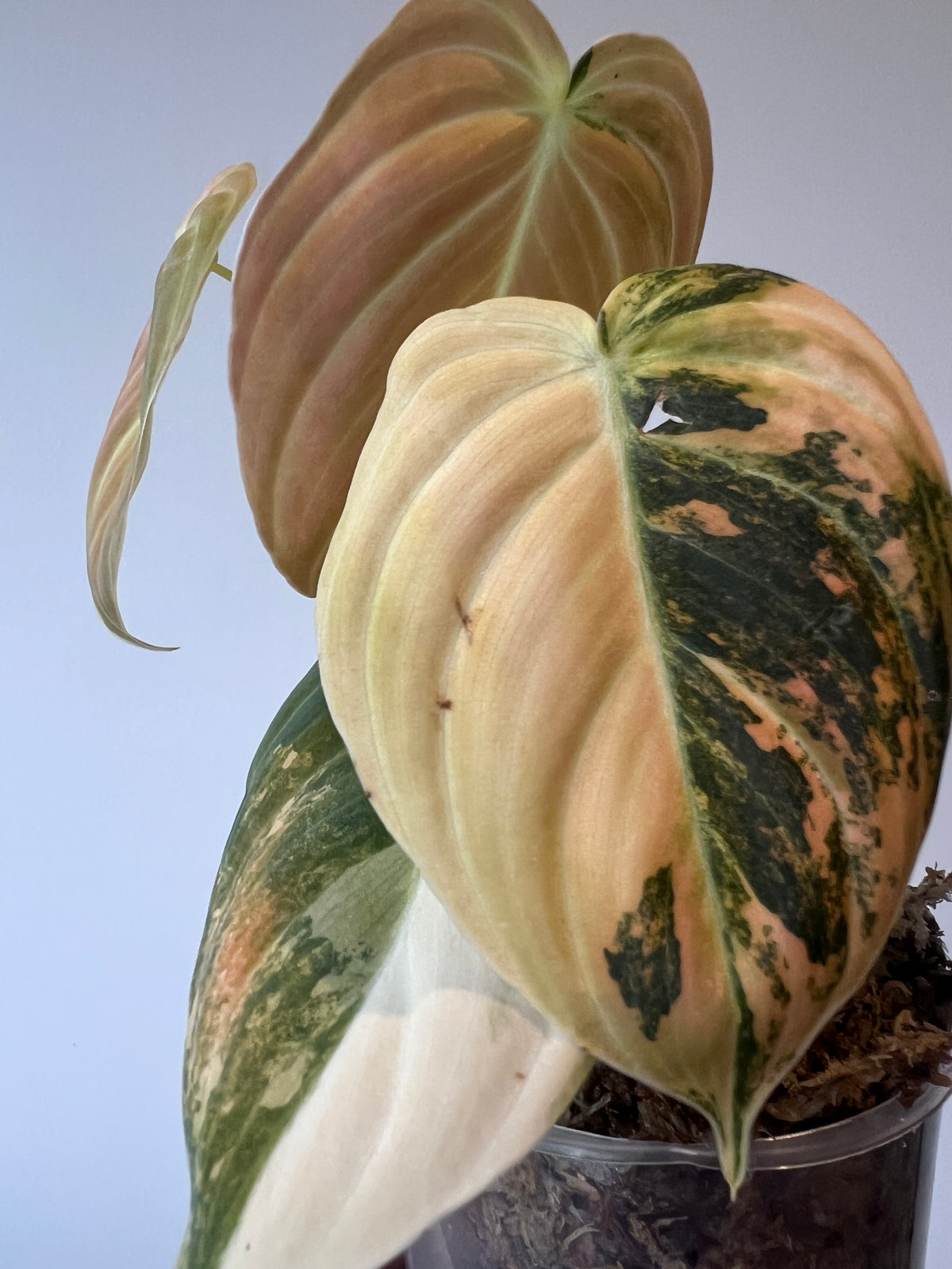 Philodendron Melanochrysum Bonfire Orange Variegated Cutting Exact Plant
