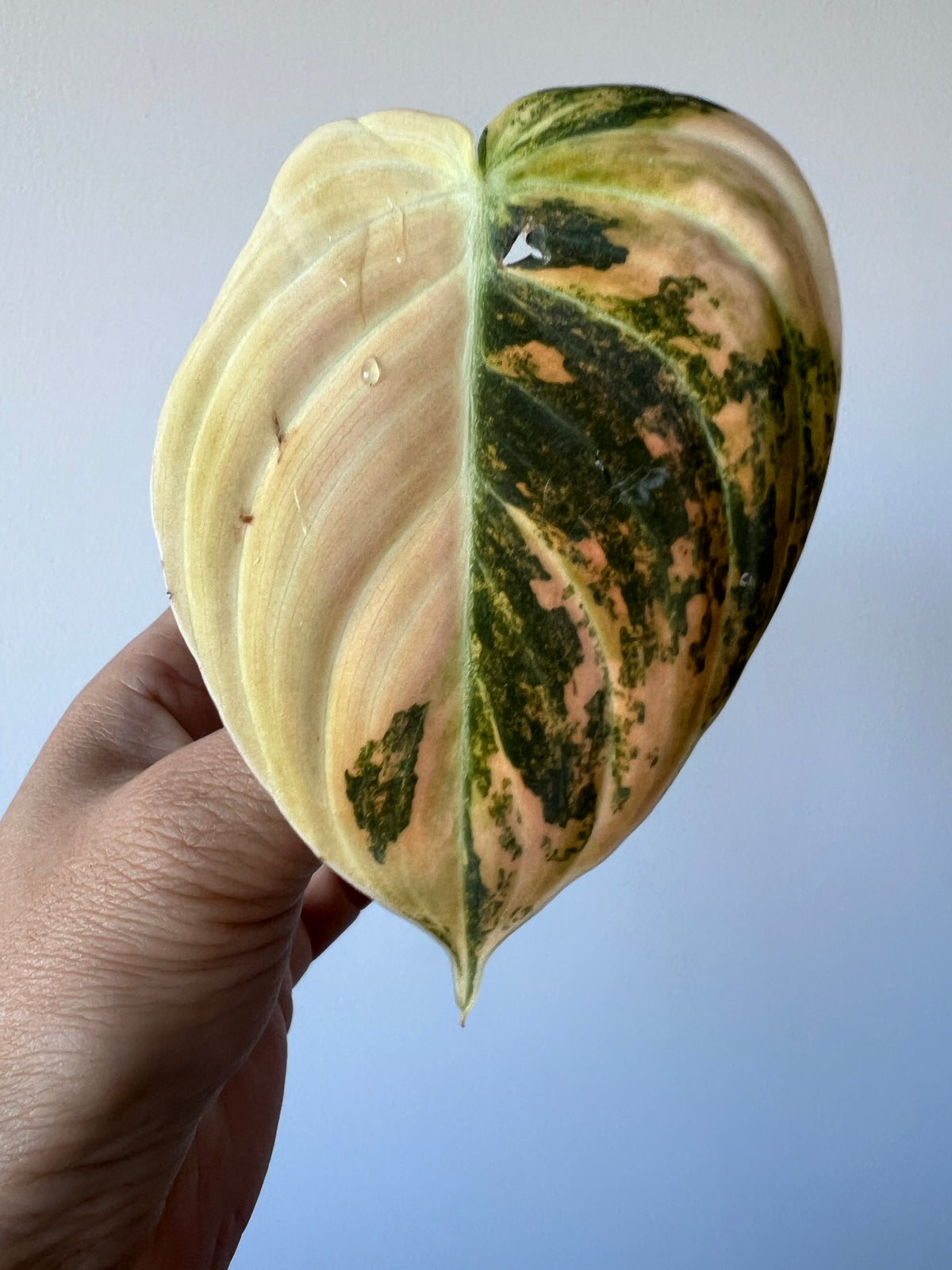 Philodendron Melanochrysum Bonfire Orange Variegated Cutting Exact Plant