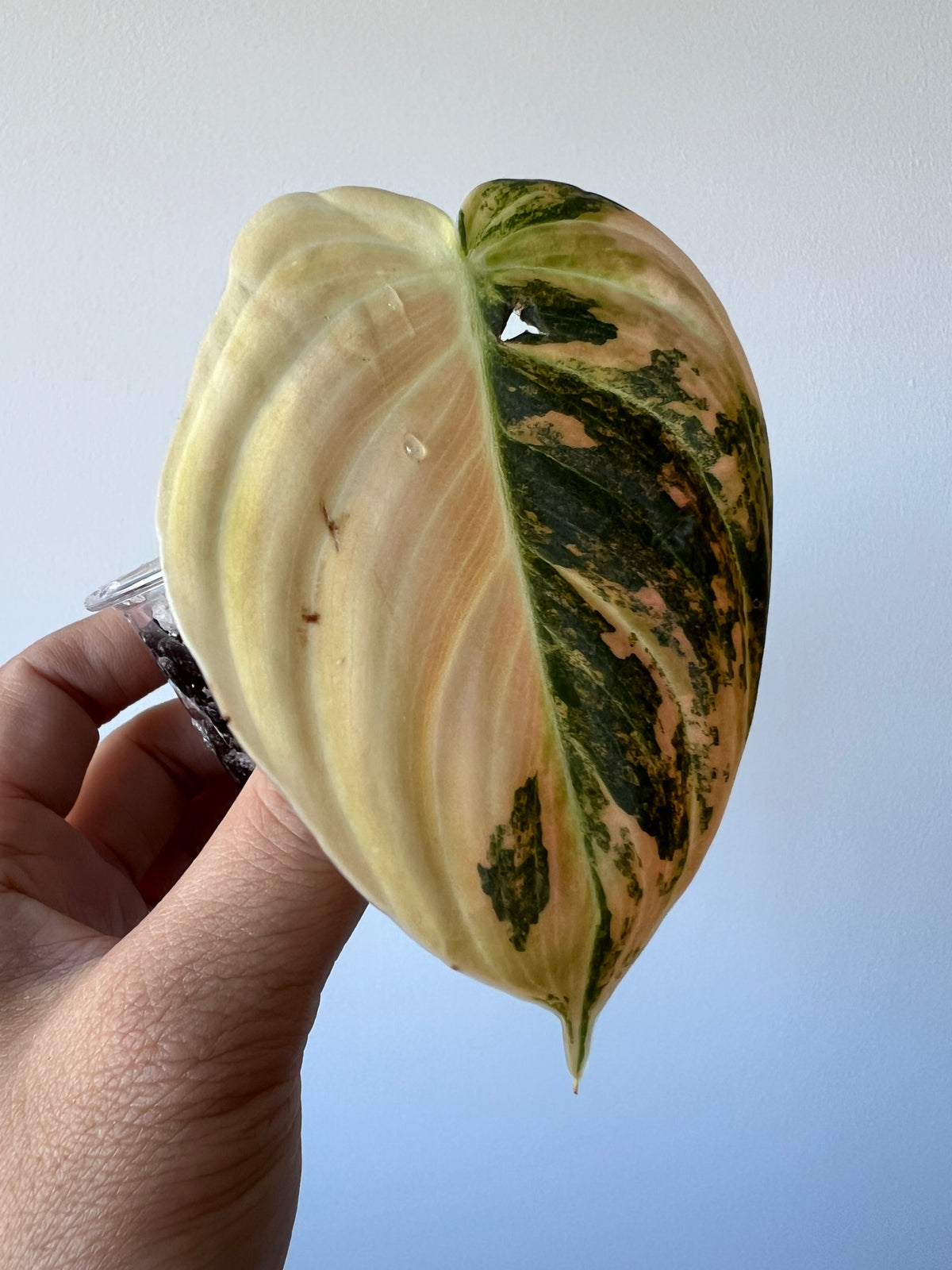 Philodendron Melanochrysum Bonfire Orange Variegated Cutting Exact Plant