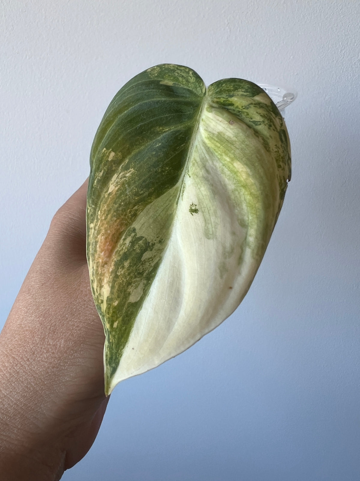 Rare Bonfire Orange Variegated Philodendron Melanochrysum Cutting
