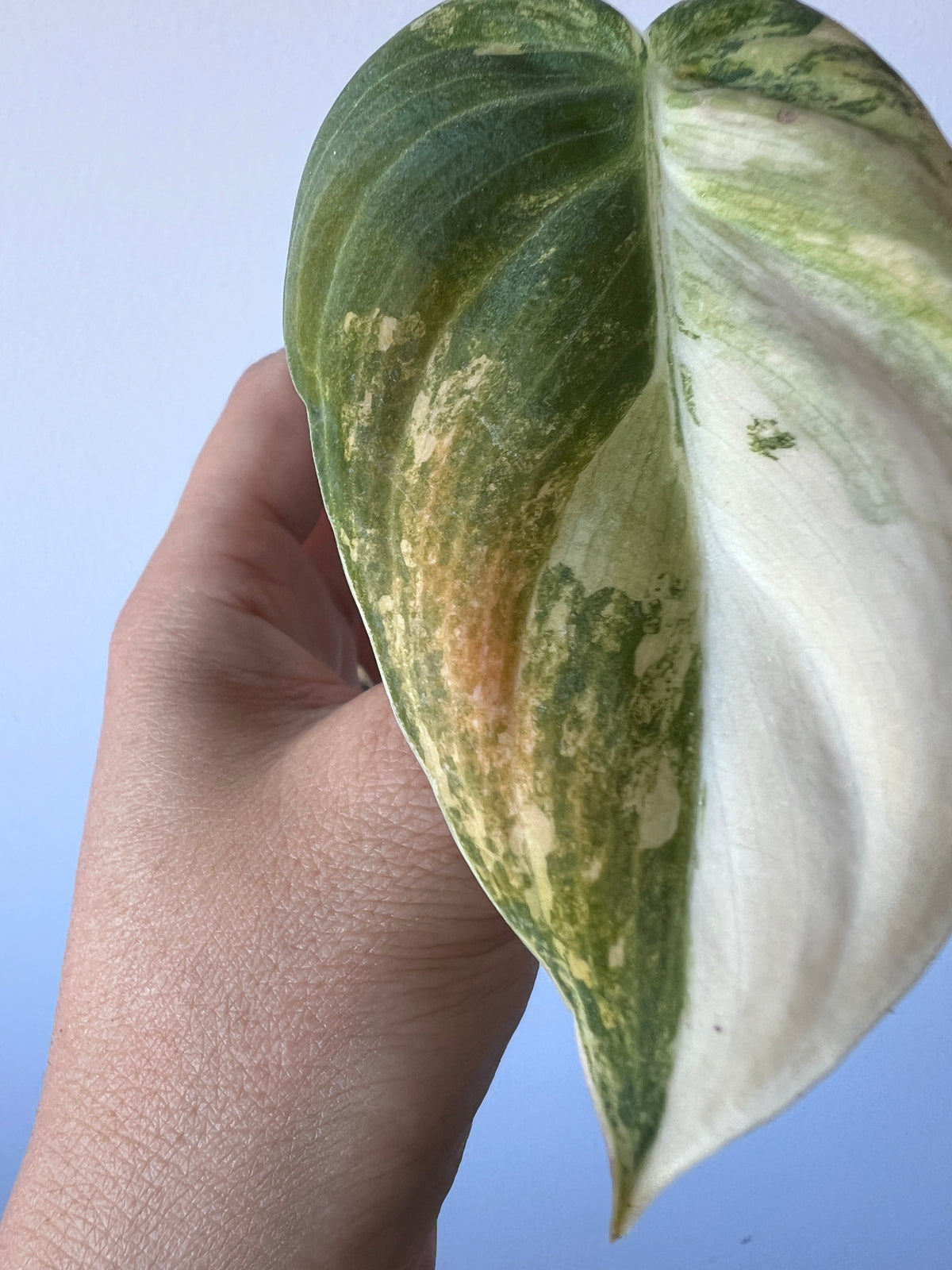 Rare Bonfire Orange Variegated Philodendron Melanochrysum Cutting