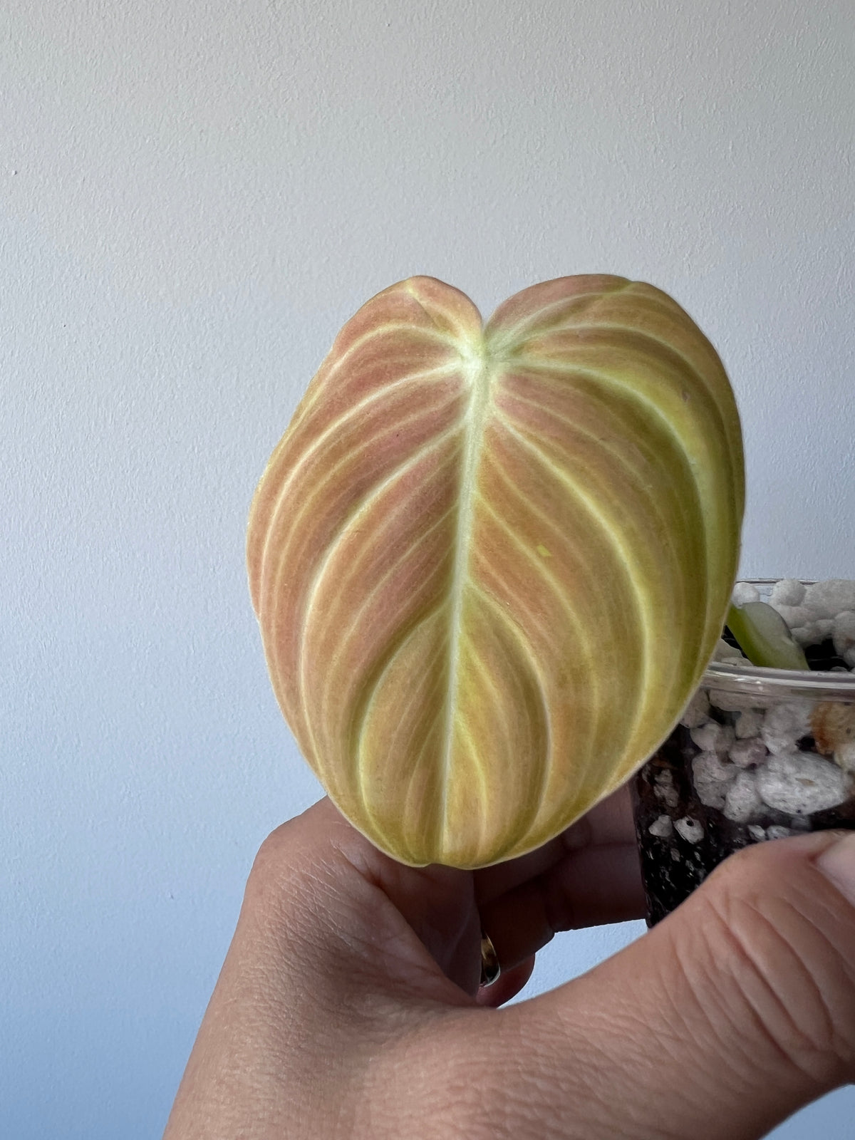 Variegated Philodendron Melanochrysum Bonfire Orange, The Exact Plant
