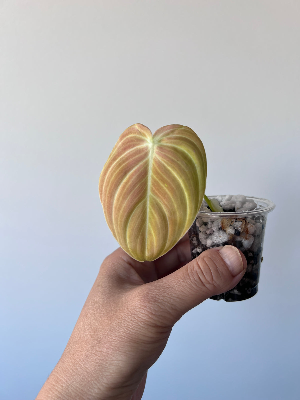 Variegated Philodendron Melanochrysum Bonfire Orange, The Exact Plant