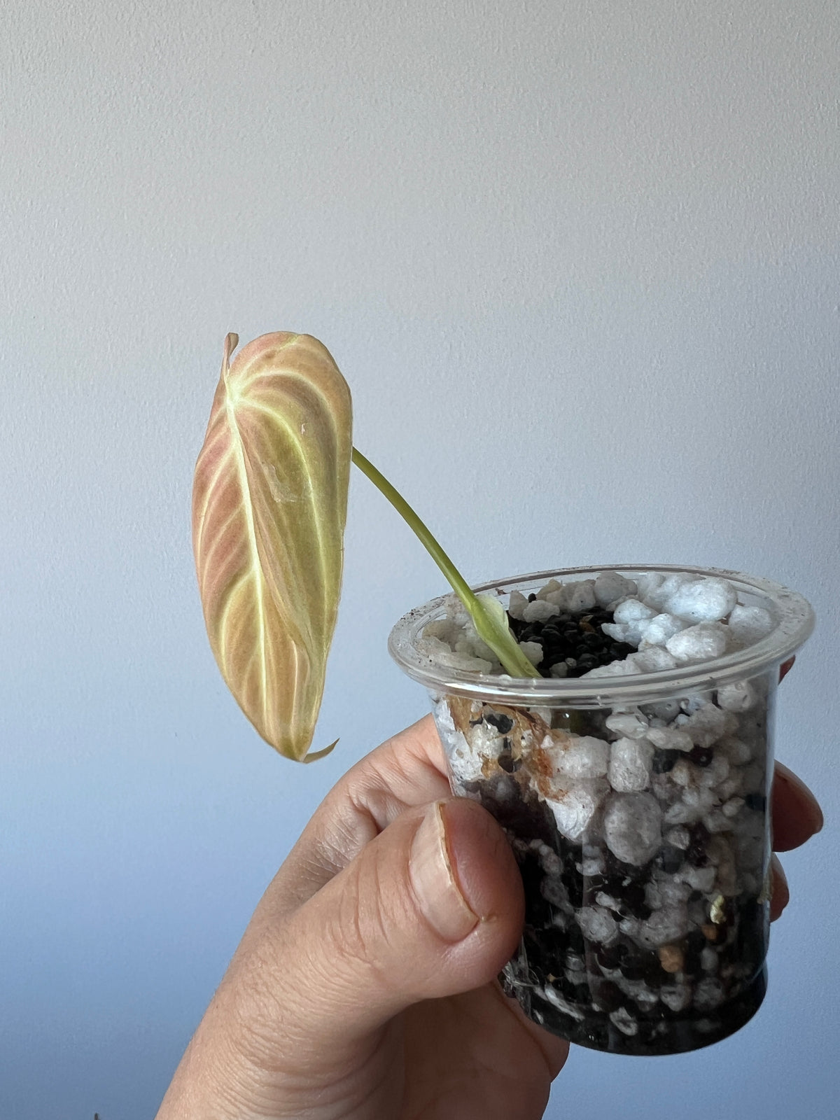 Variegated Philodendron Melanochrysum Bonfire Orange, The Exact Plant