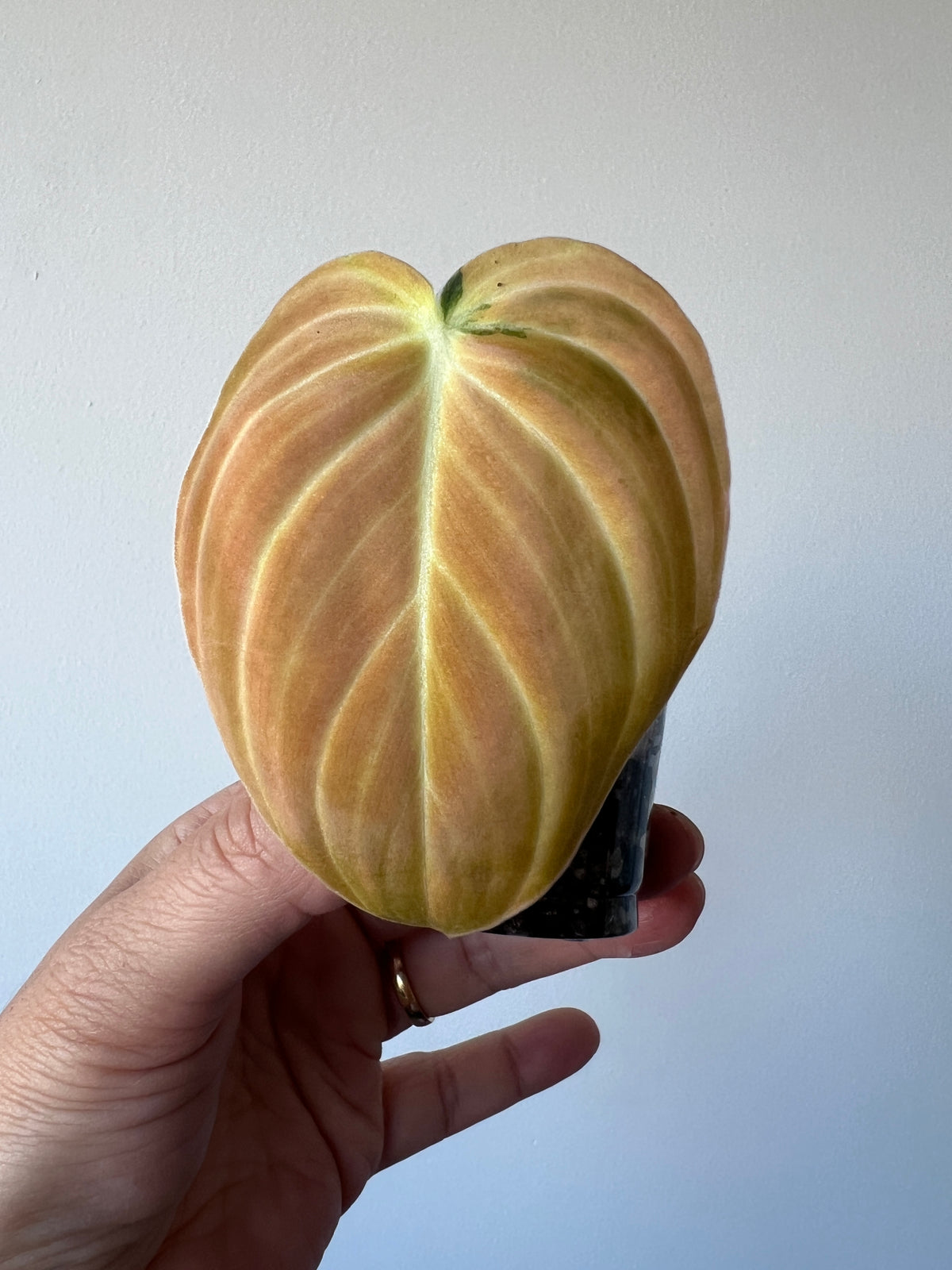 Bonfire Orange Variegated Melanochrysum Philodendron TOP cutting, Actual Plant Shown
