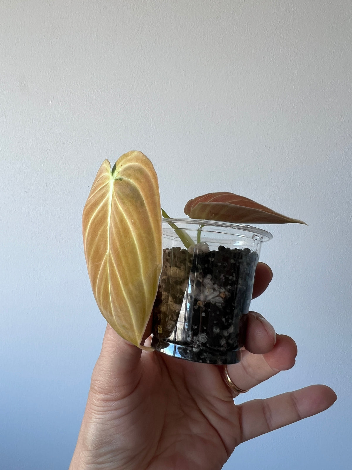 Bonfire Orange Variegated Melanochrysum Philodendron TOP cutting, Actual Plant Shown