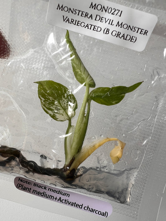 [Free Shipping] Monstera Devil (1 plant/bag) / Tissue Culture - In Stock