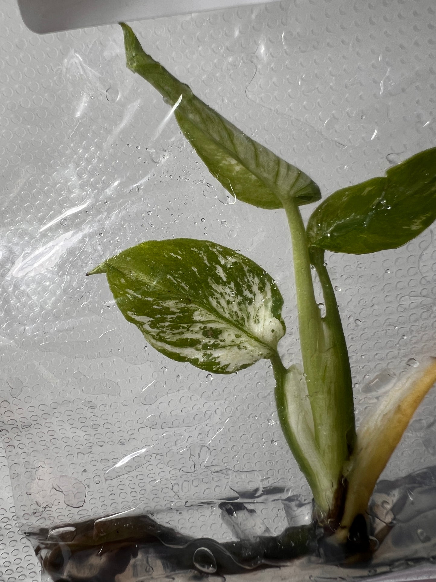 [Free Shipping] Monstera Devil (1 plant/bag) / Tissue Culture - In Stock