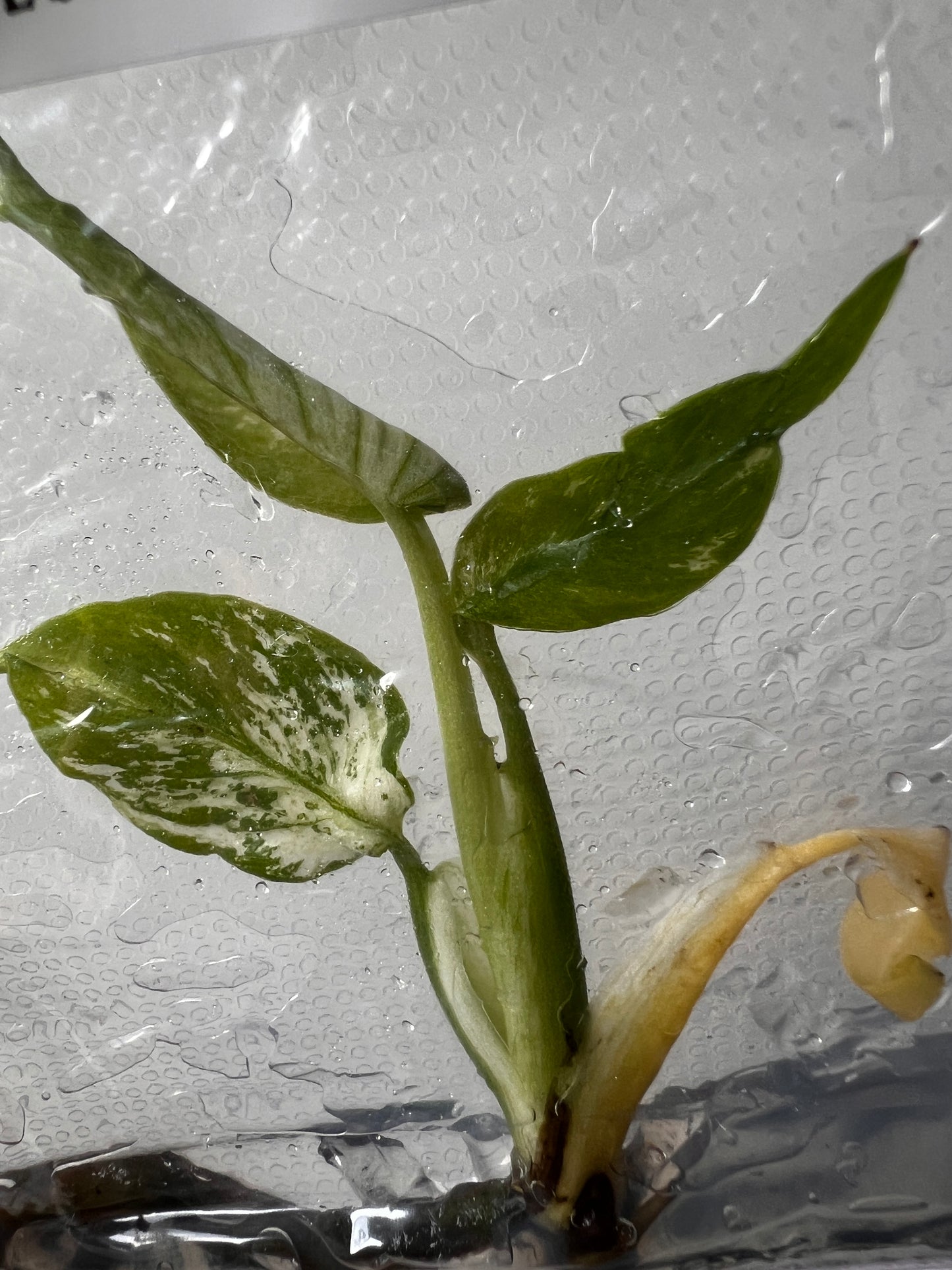 [Free Shipping] Monstera Devil (1 plant/bag) / Tissue Culture - In Stock