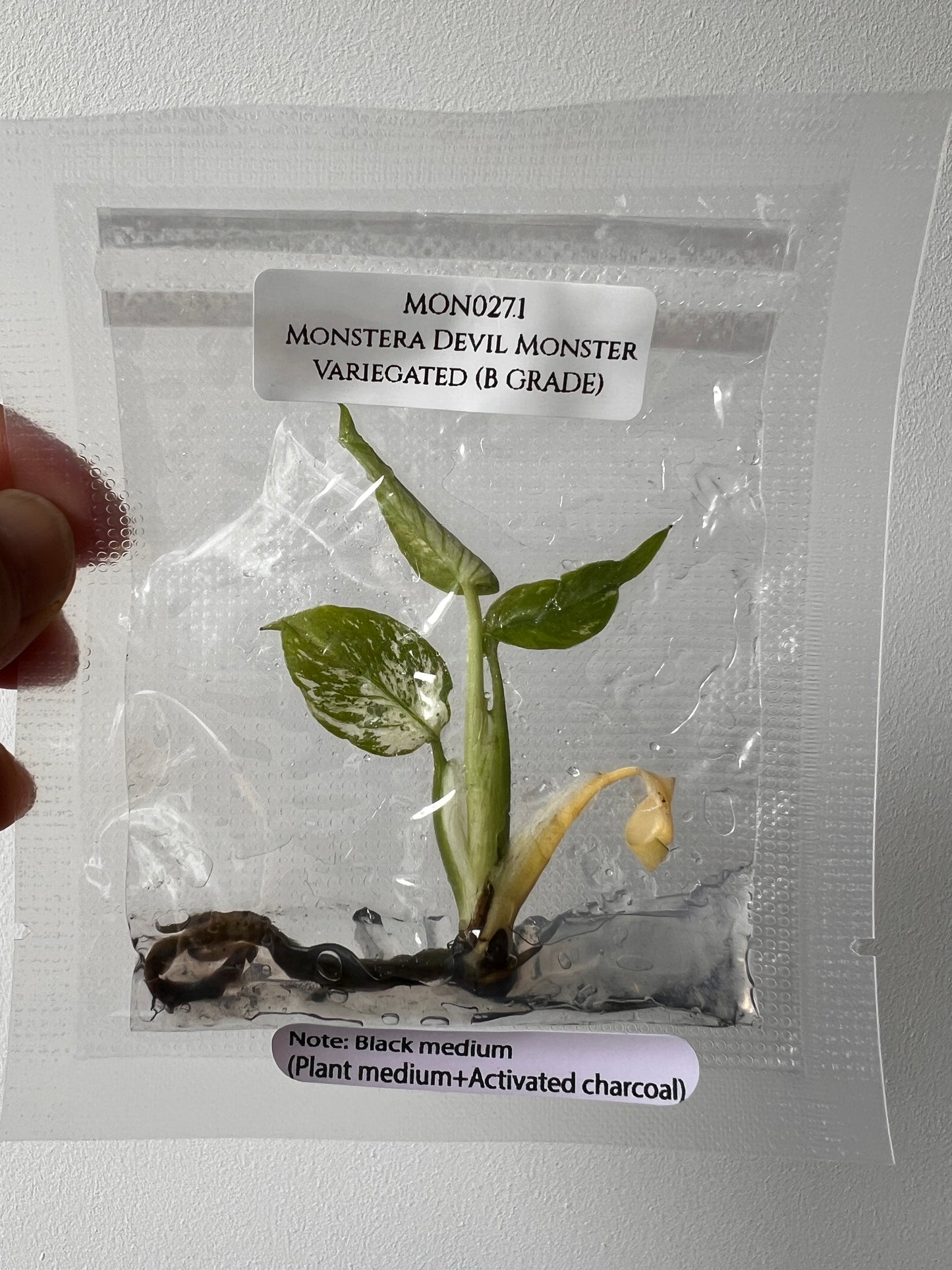 [Free Shipping] Monstera Devil (1 plant/bag) / Tissue Culture - In Stock