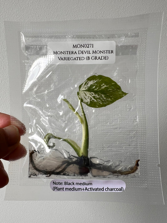 [Free Shipping] Monstera Devil Monster (1 plant/bag) / Tissue Culture - In Stock