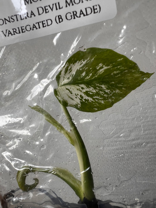 [Free Shipping] Monstera Devil Monster (1 plant/bag) / Tissue Culture - In Stock