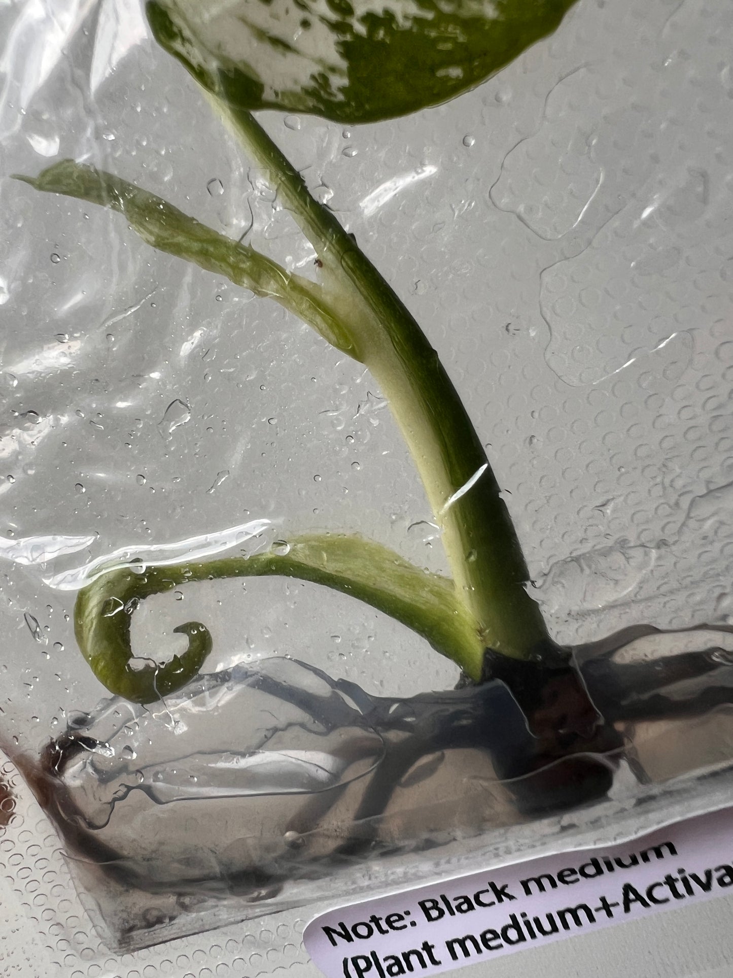 [Free Shipping] Monstera Devil Monster (1 plant/bag) / Tissue Culture - In Stock