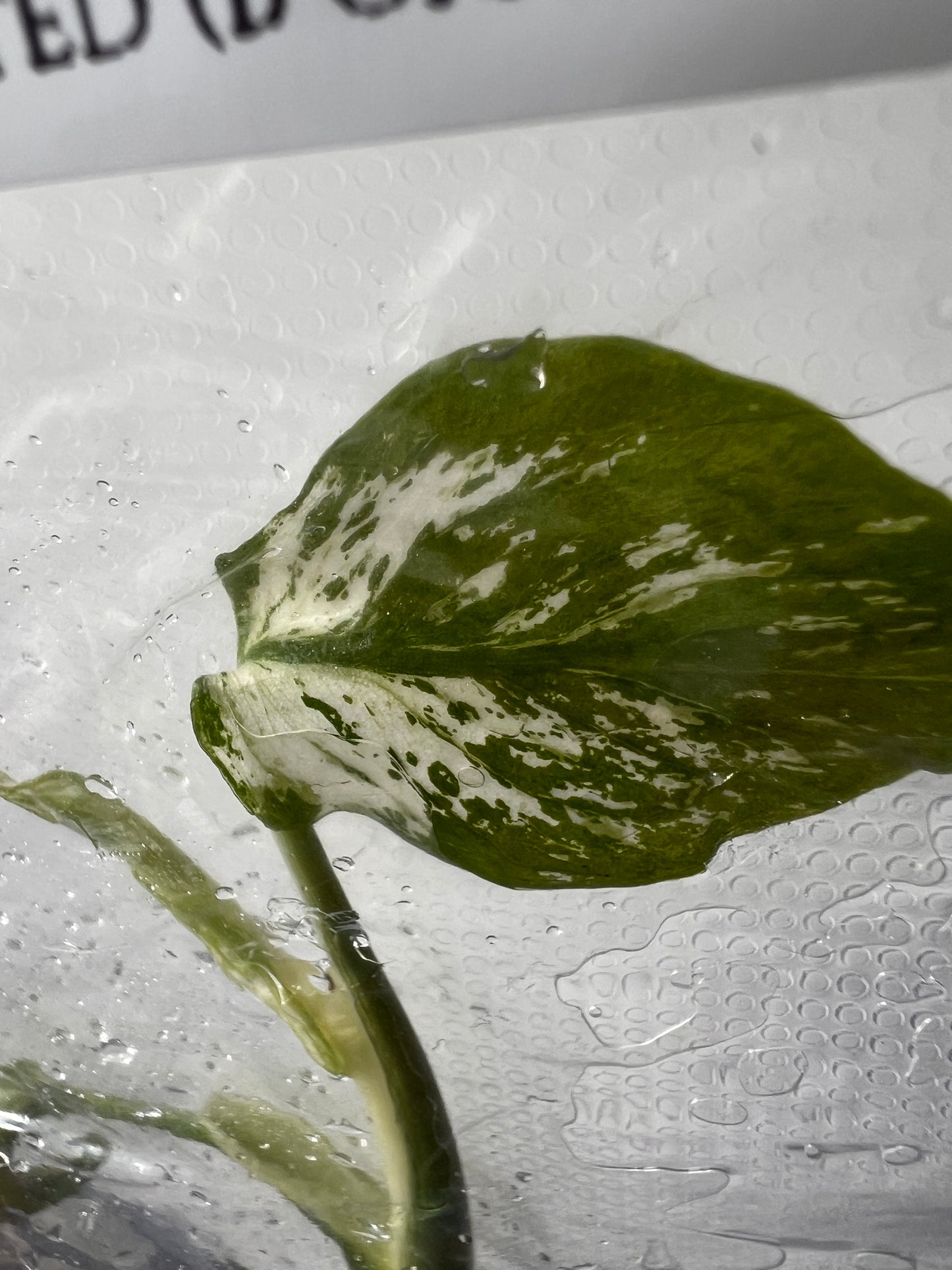 [Free Shipping] Monstera Devil Monster (1 plant/bag) / Tissue Culture - In Stock