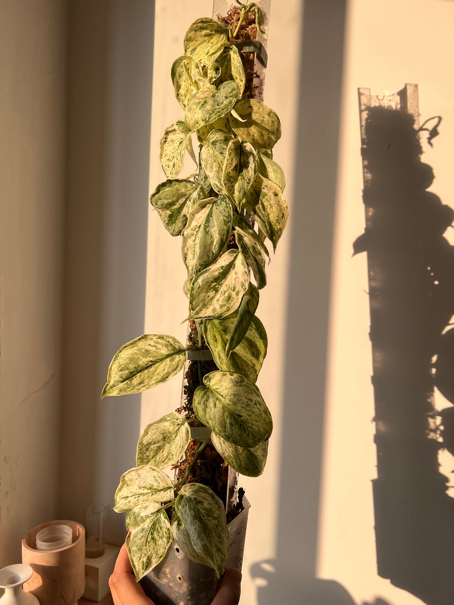 Scindapsus Peasun whole plant pole