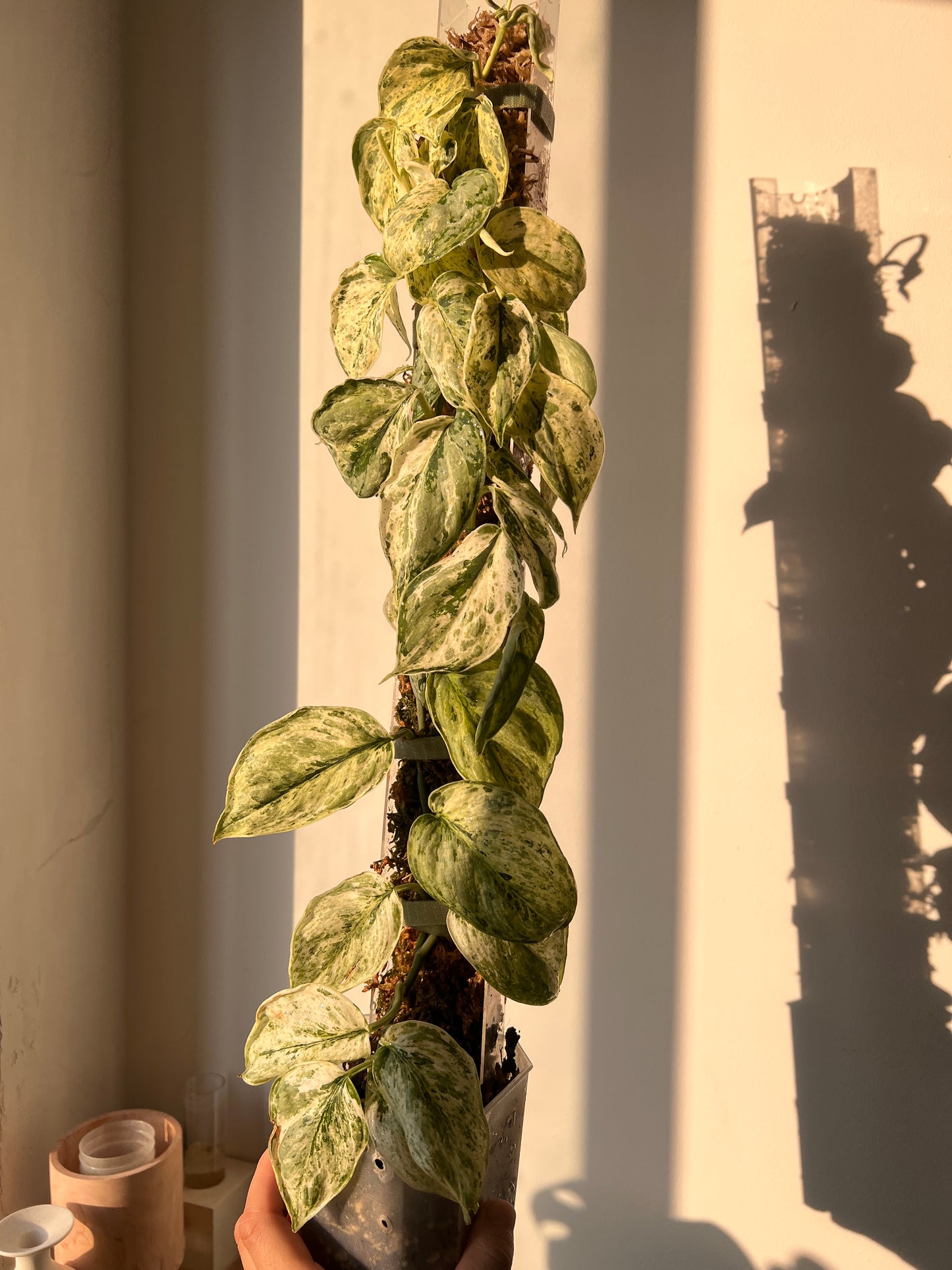 Scindapsus Peasun whole plant pole