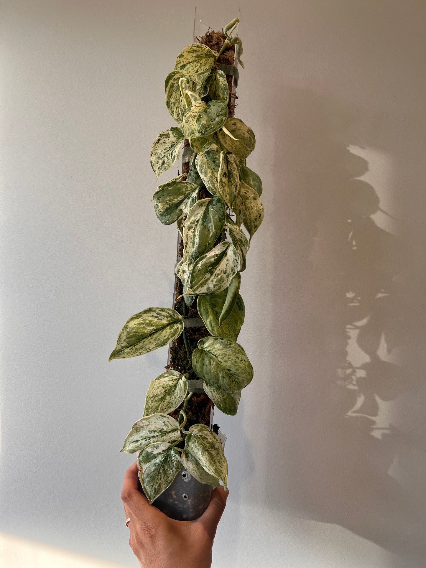 Scindapsus Peasun whole plant pole