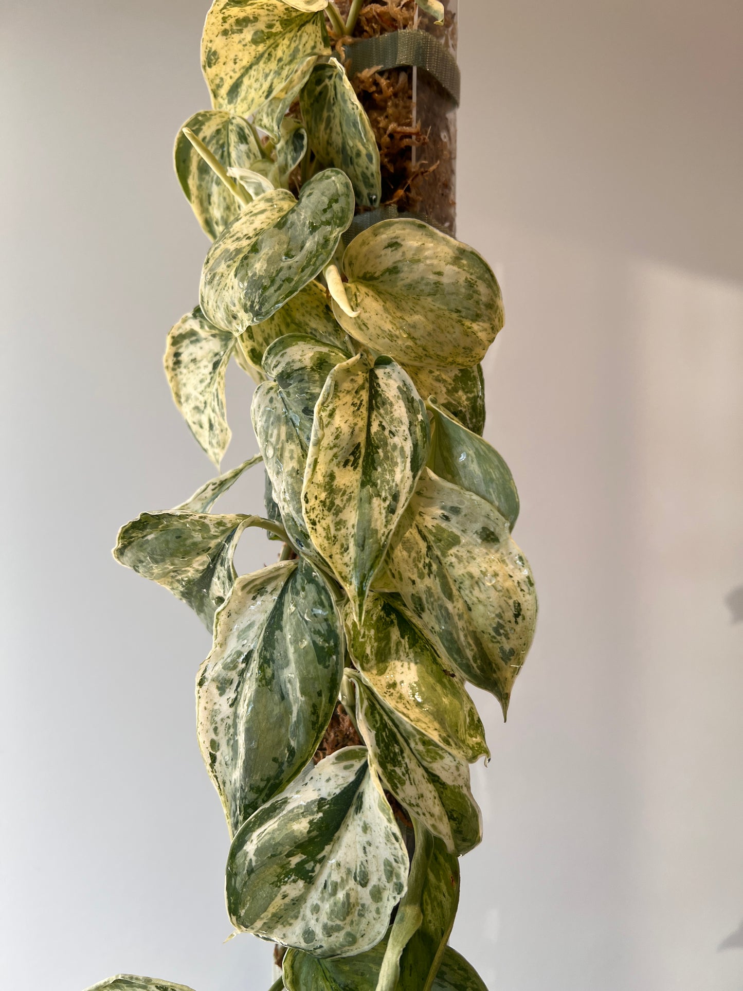 Scindapsus Peasun whole plant pole
