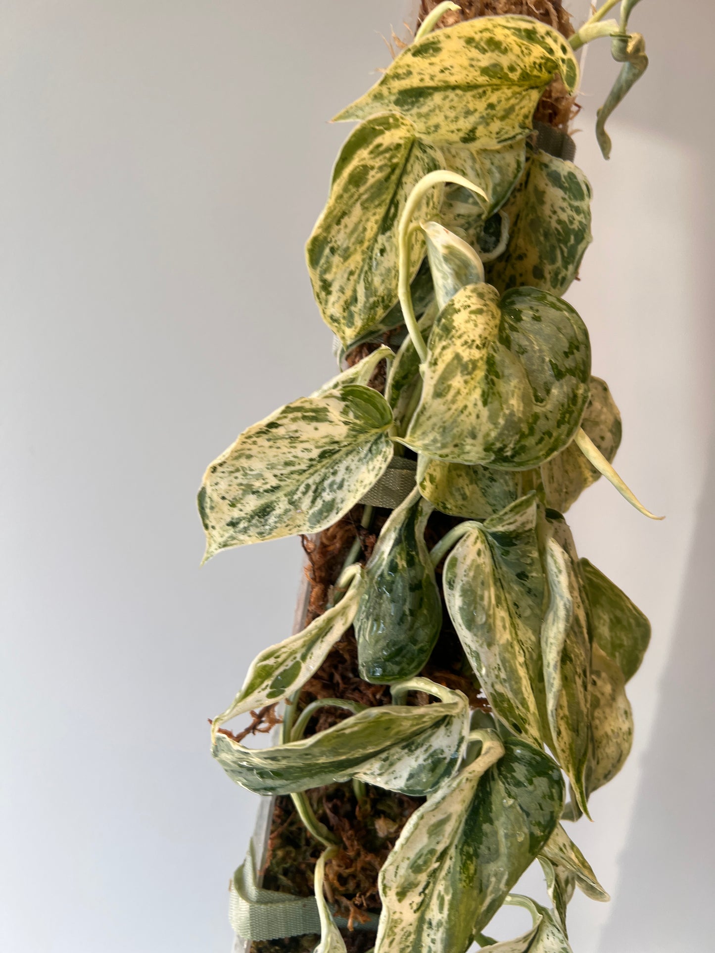 Scindapsus Peasun whole plant pole