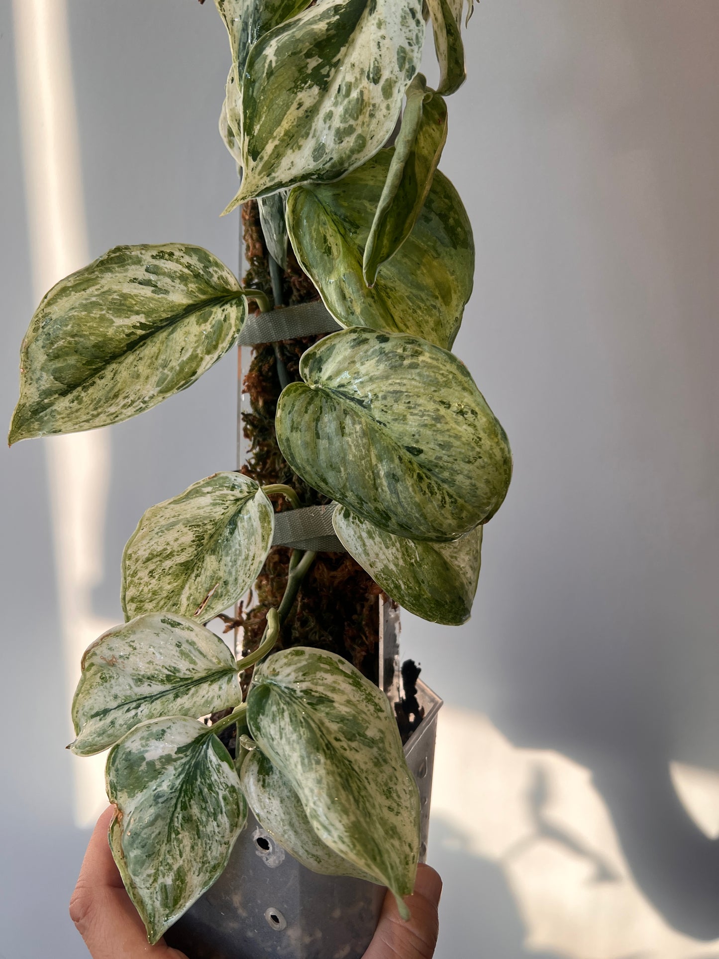 Scindapsus Peasun whole plant pole