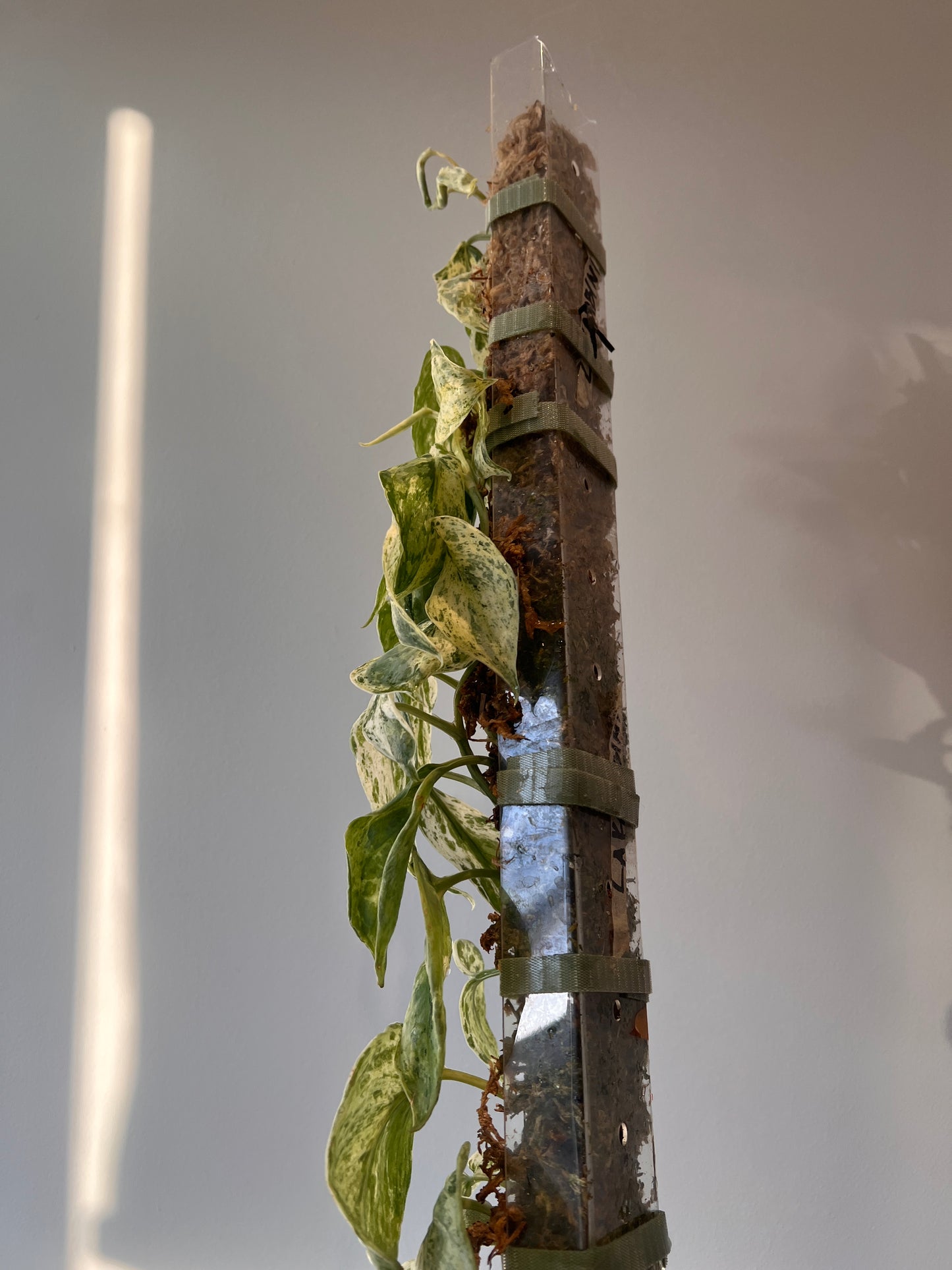 Scindapsus Peasun whole plant pole