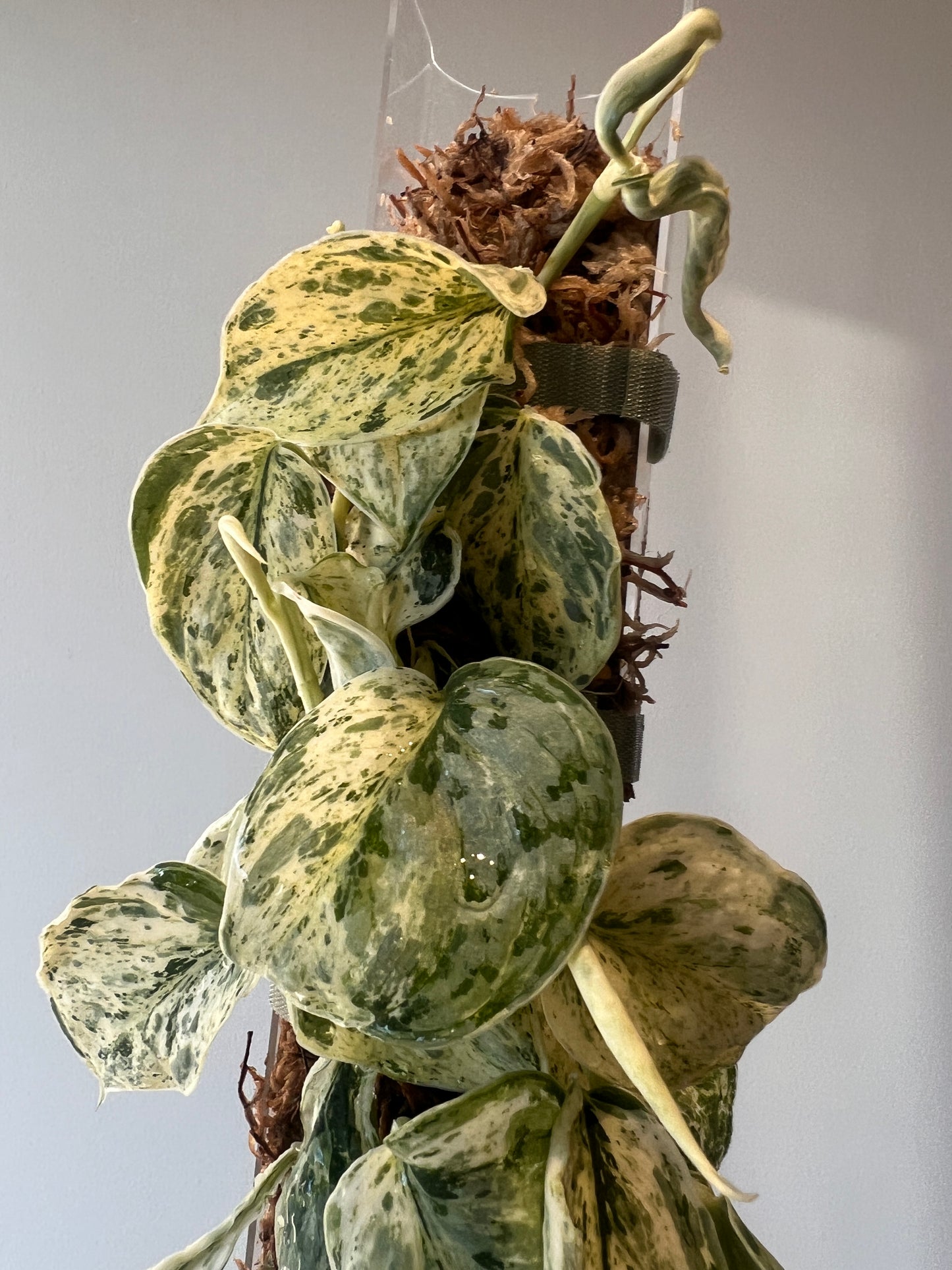 Scindapsus Peasun whole plant pole