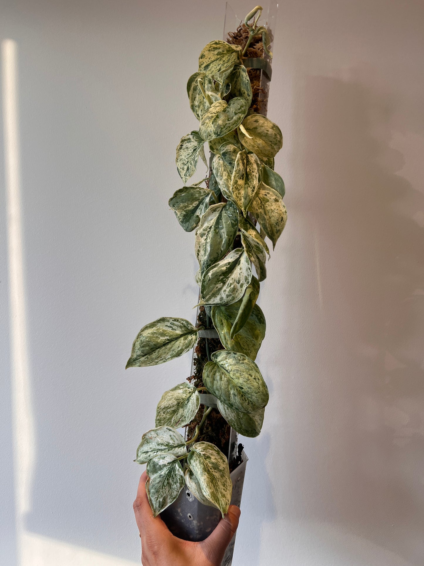 Scindapsus Peasun whole plant pole