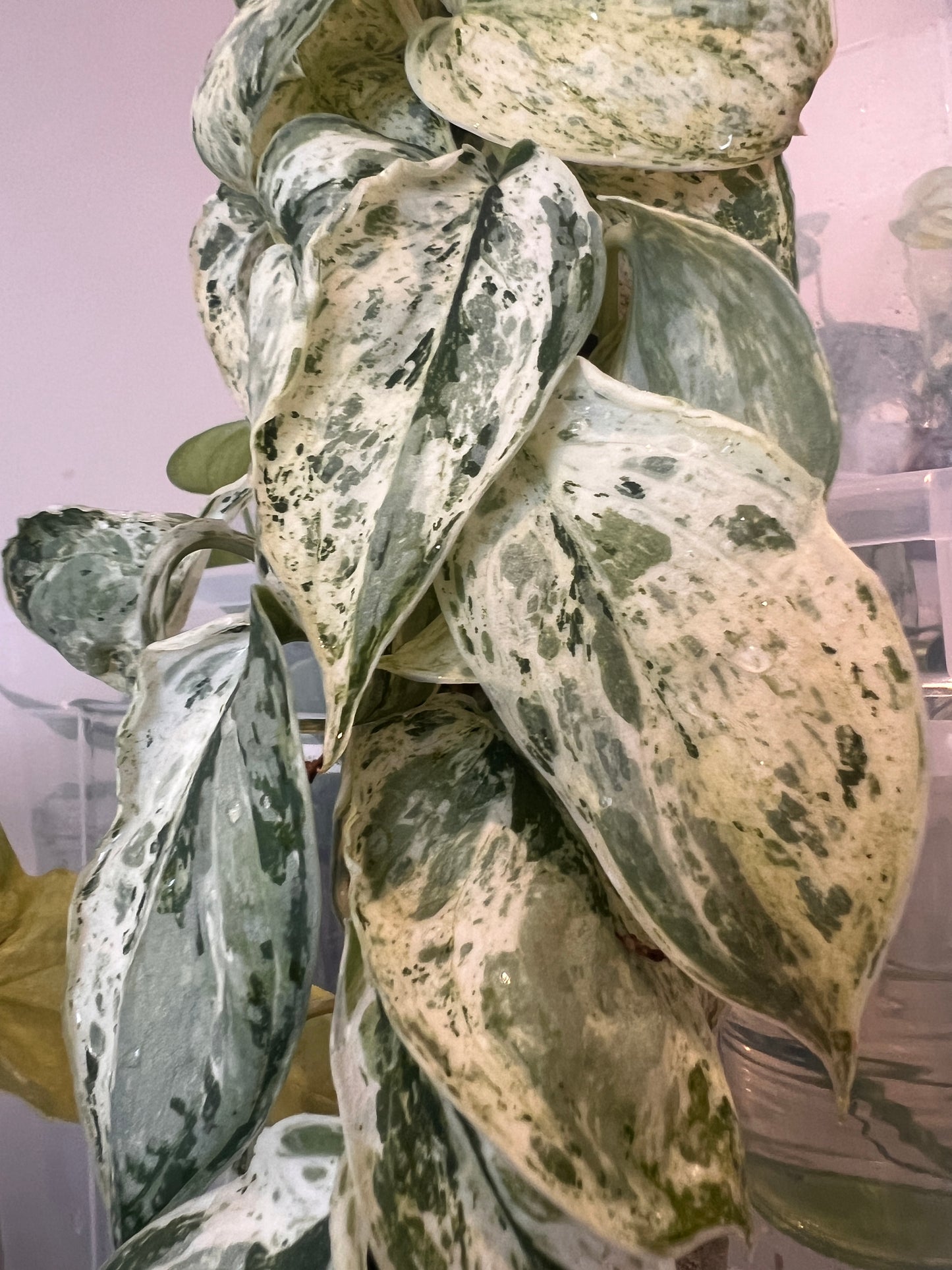Scindapsus Peasun whole plant pole