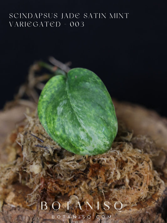 Scindapsus Jade Satin Mint Variegated – Cutting 003