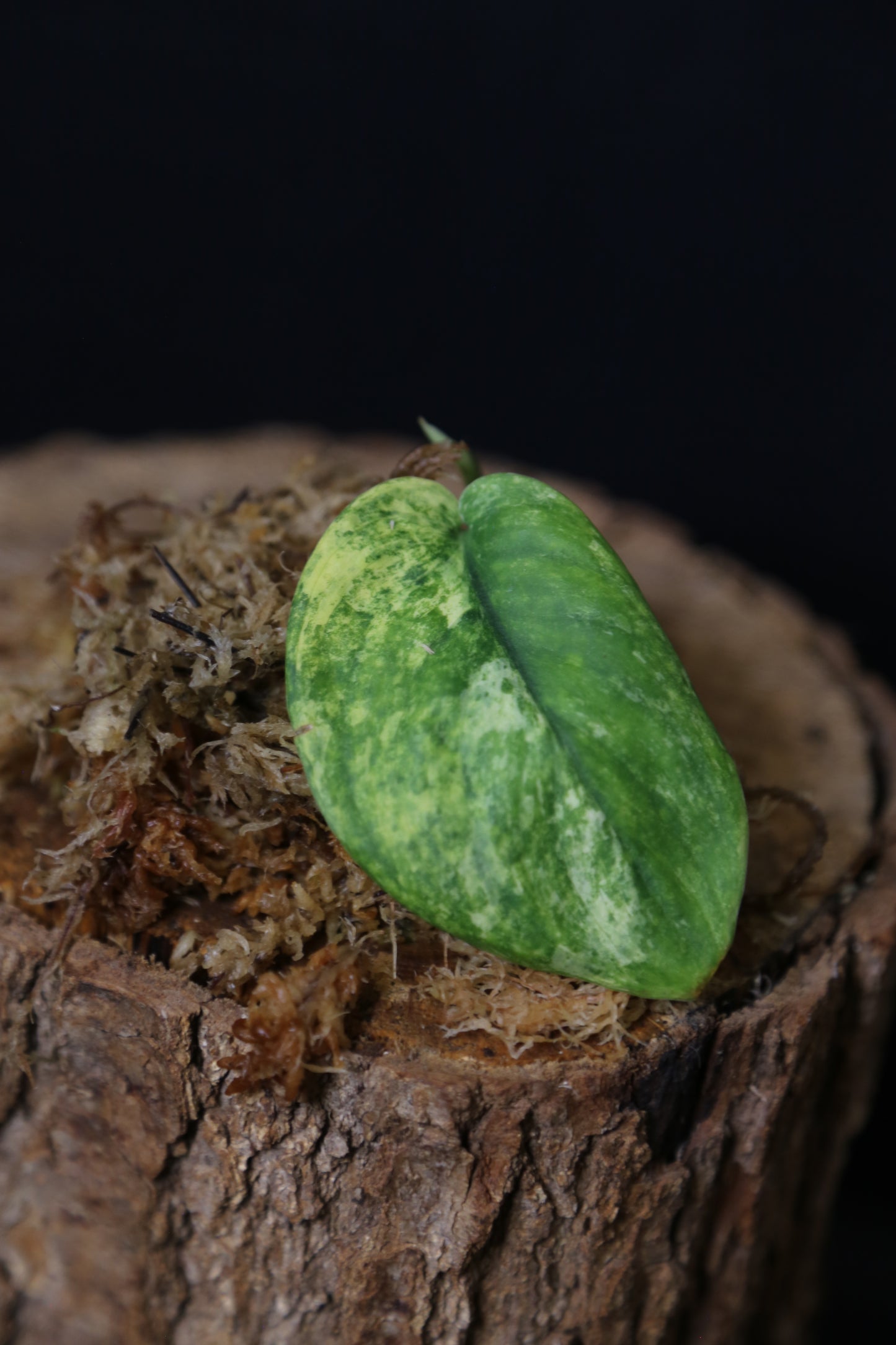 Scindapsus Jade Satin Mint Variegated – Cutting 001