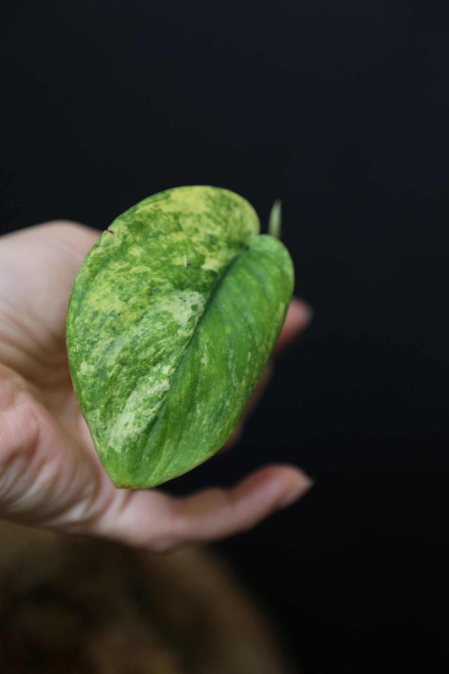 Scindapsus Jade Satin Mint Variegated – Cutting 001