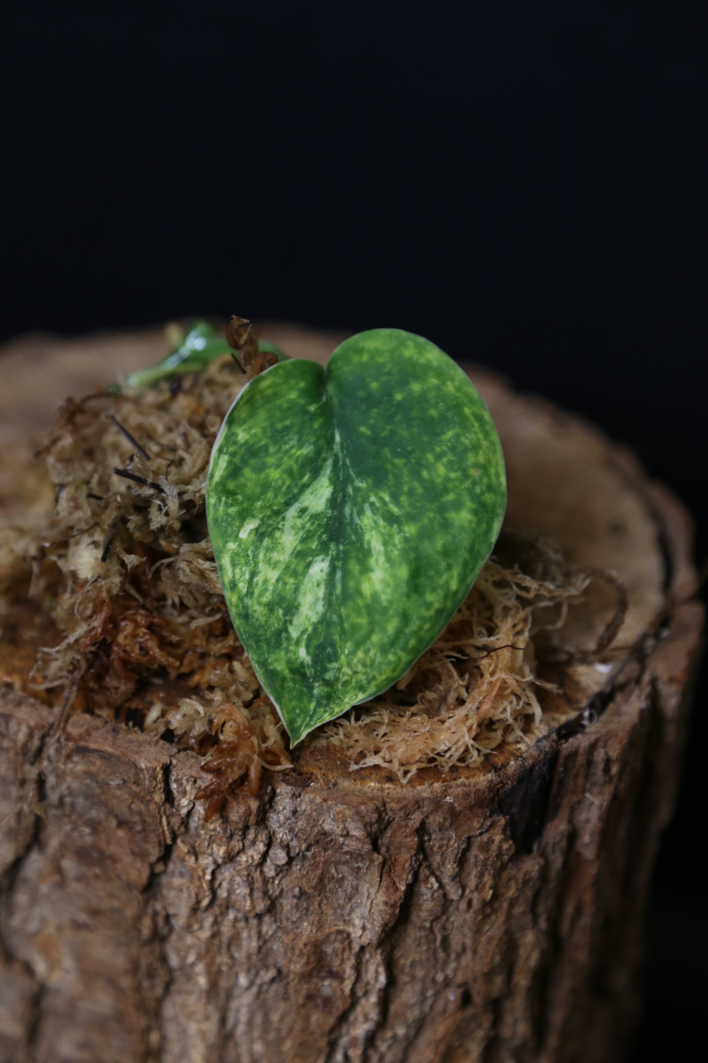 Scindapsus Jade Satin Mint Variegated – Cutting 002