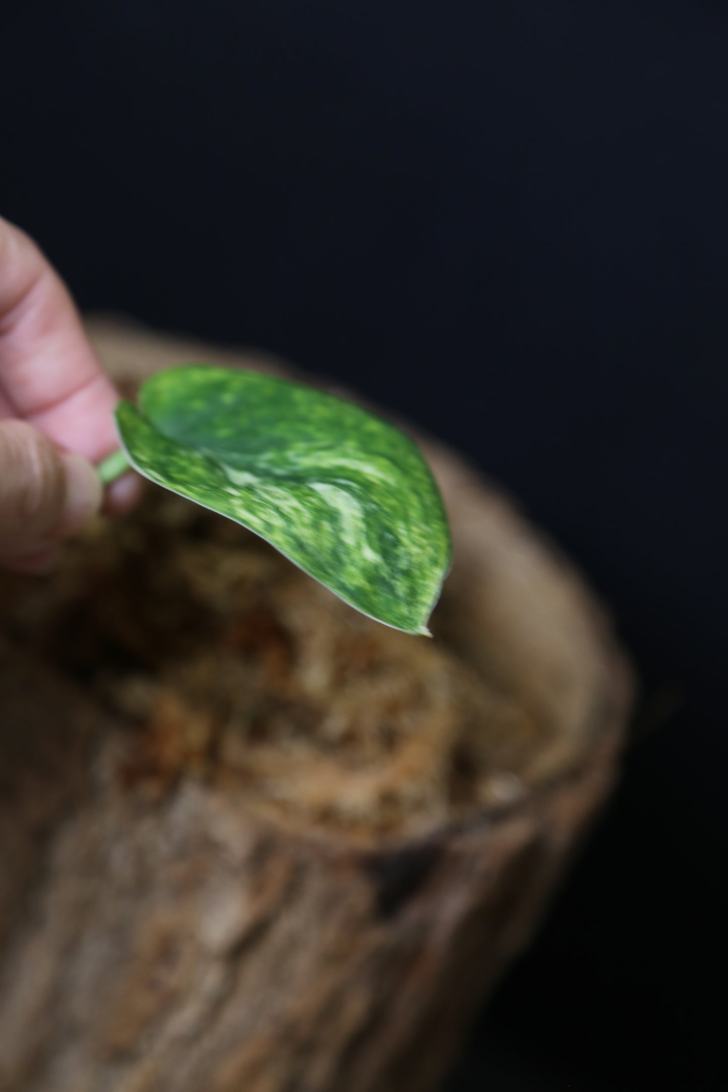 Scindapsus Jade Satin Mint Variegated – Cutting 002