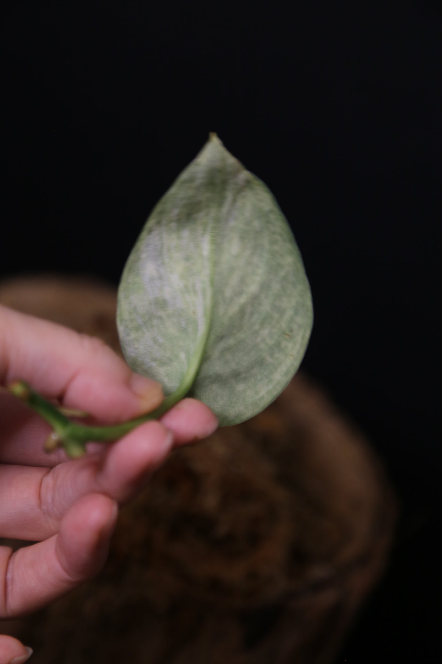 Scindapsus Jade Satin Mint Variegated – Cutting 002