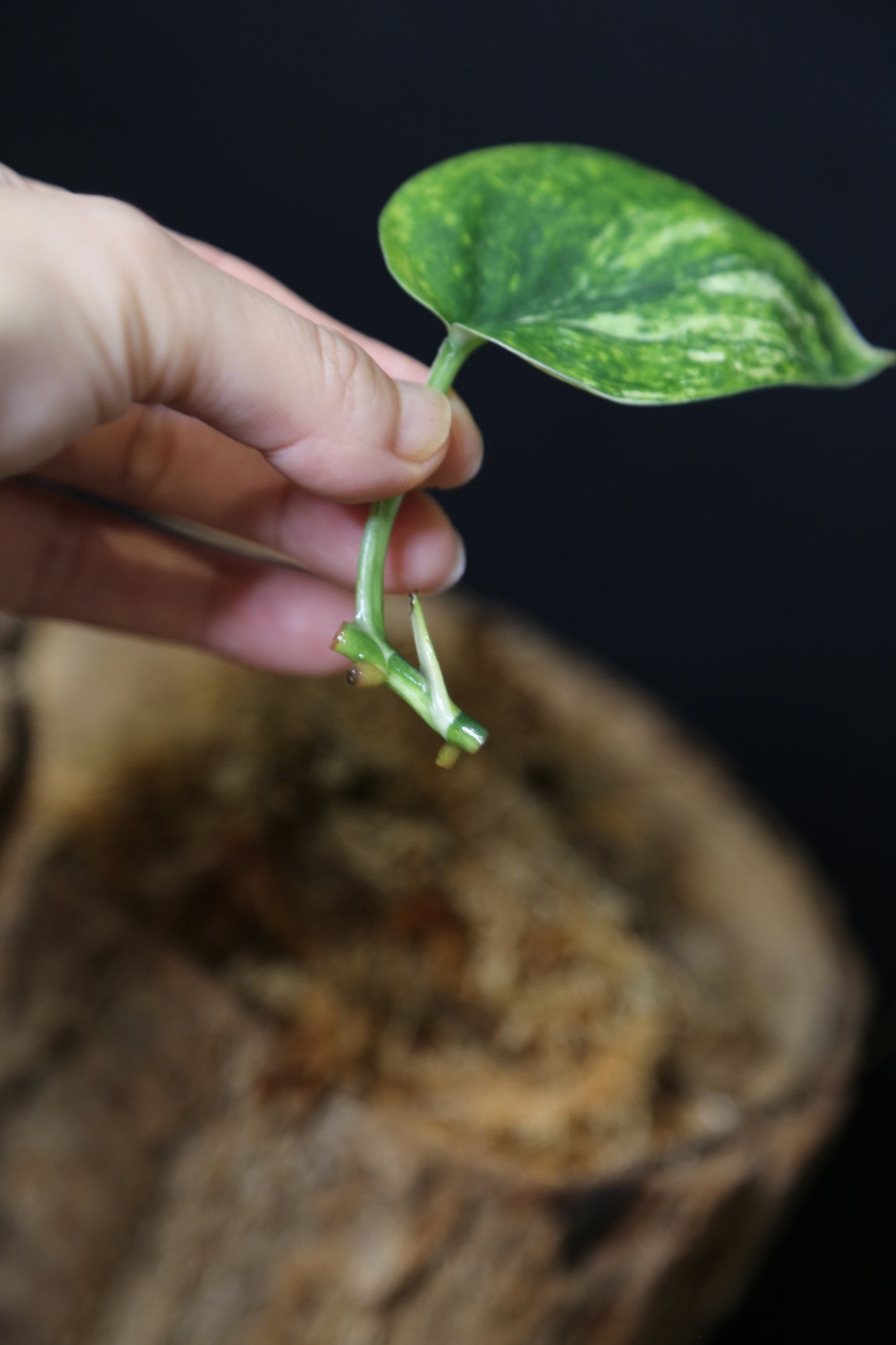 Scindapsus Jade Satin Mint Variegated – Cutting 002