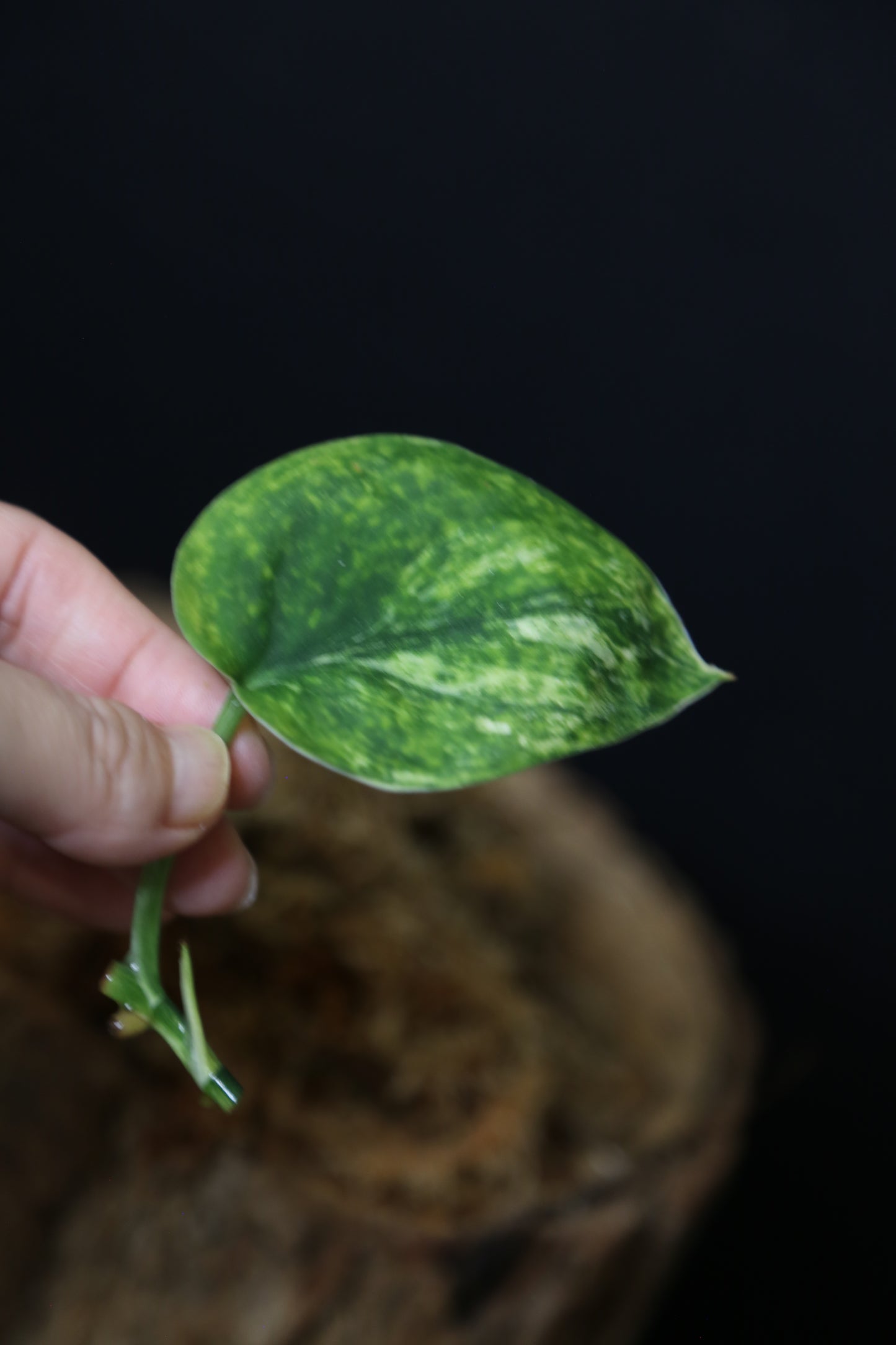 Scindapsus Jade Satin Mint Variegated – Cutting 002